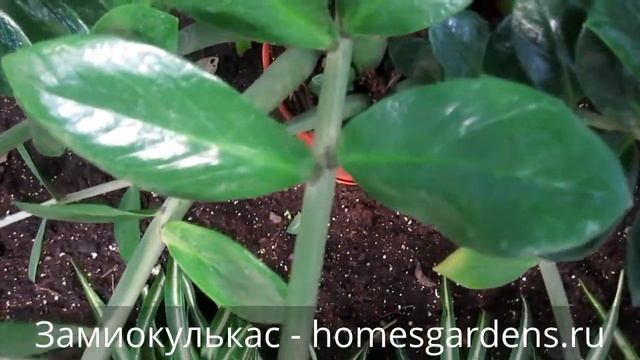 Замиокулькас долларовое дерево смотреть онлайн