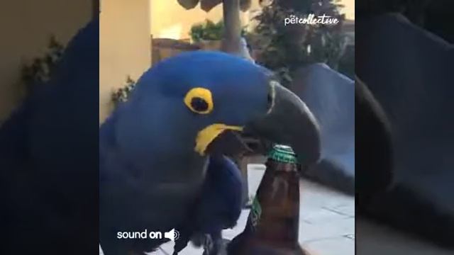 Сивас смотреть онлайн