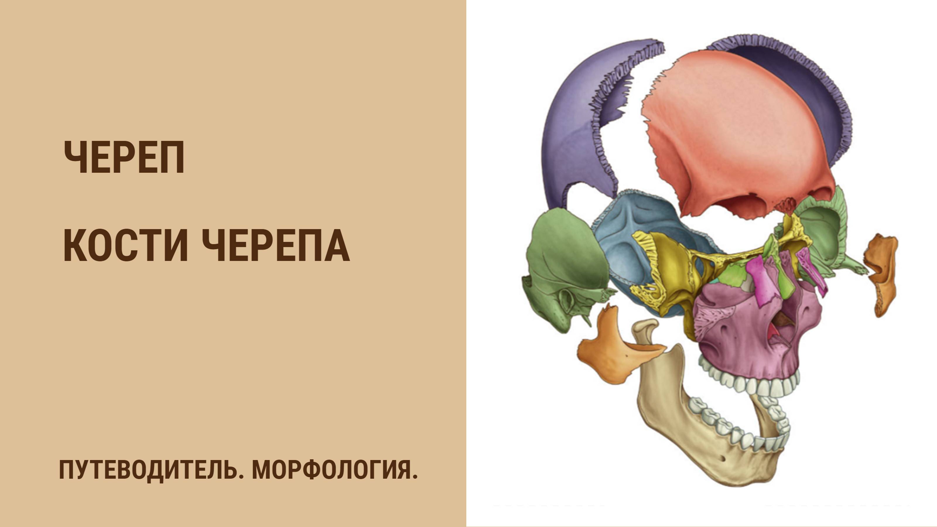 Череп. Кости черепа. смотреть онлайн