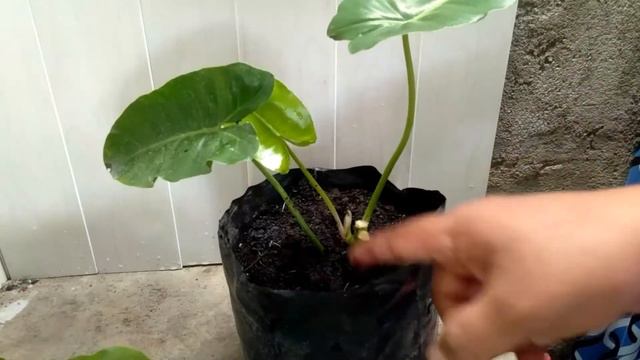 PHILODENDRON BURLE MARX PROPAGATE, HOW? / CARE TIPS смотреть онлайн