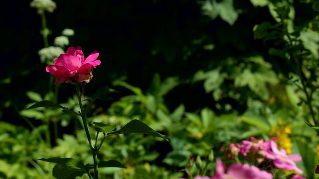 Canon 70 D VIDEO RAW ML Лето смотреть онлайн