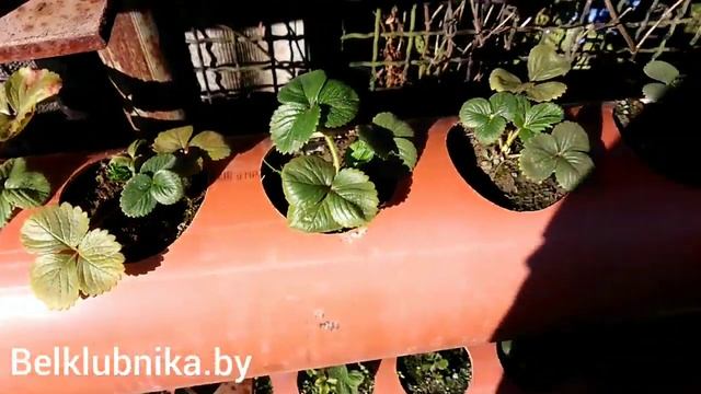 Клубника Альбион в октябре. Обзор. Belklubnika.by.mp4 смотреть онлайн