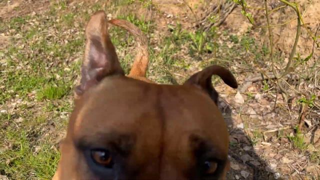 На Истре 🌳☀️в начале мая🐶😊 смотреть онлайн