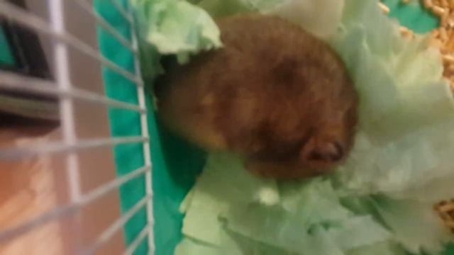 Мой спящий хомяк.ОН ТАКОЙ НЯФКА.)))) смотреть онлайн