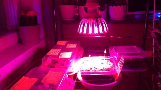 Моя рассада. Покупки в ОБИ. Флоксы и лилии.❤️❤️❤️ Канадская елочка и зацветающий пион.❤️❤️❤️ смотреть онлайн