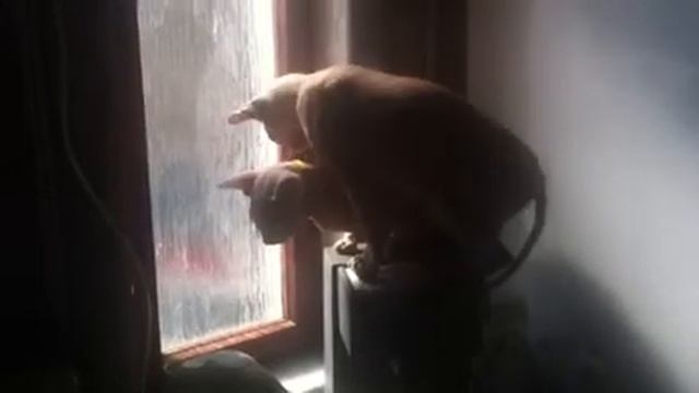 Коты и кофеварка смотреть онлайн