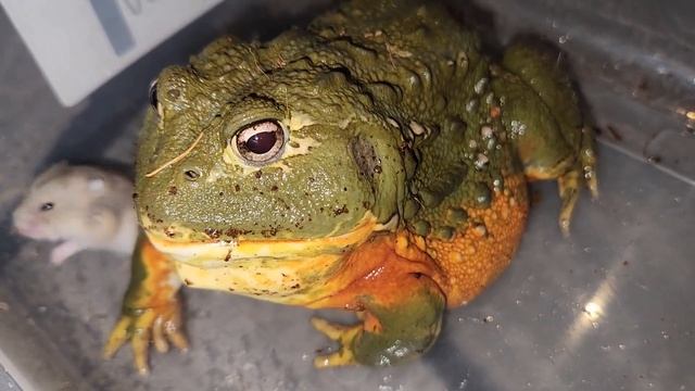 Hamster Population Control  - Warning Pixie Frog Live Feeding