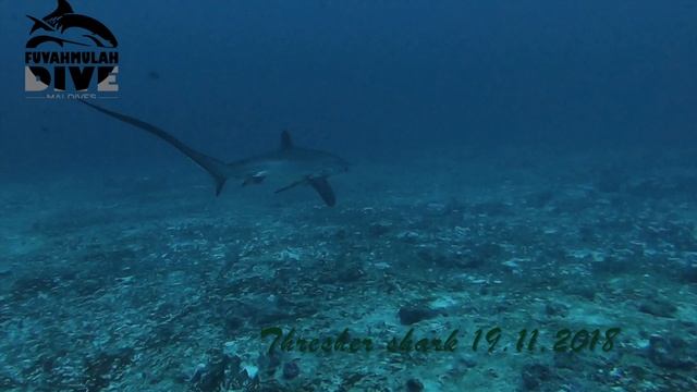 Thresher в ноябре