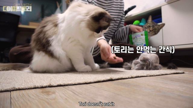 봄 맞이 고양이 대환장 털빗기 смотреть онлайн