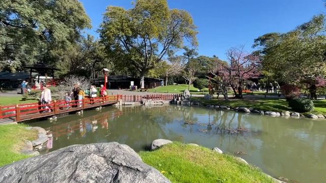 Цветение сакуры. Японский садик. Буэнос-Айрес, Аргентина смотреть онлайн