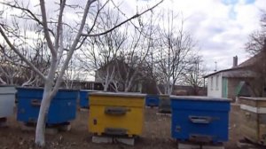 Болезни пчел . Паралич пчел .Ветом-1 доза 5гр. на 150гр сахарного сиропа 1к1 на одну семью пчел .