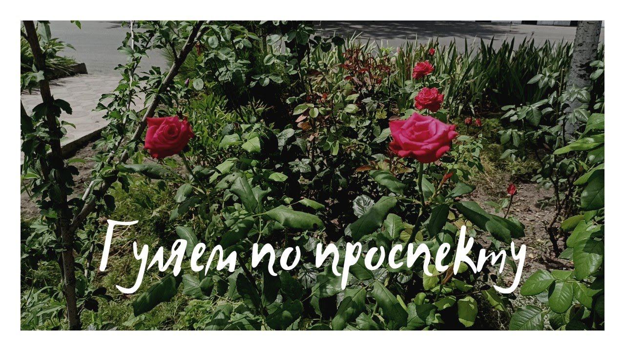 23 июля 2021 г. Утро у моря. Гуляем по Пионерскому проспекту.