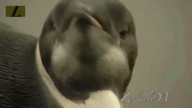 Пингвин "Ты откуда...?" смотреть онлайн