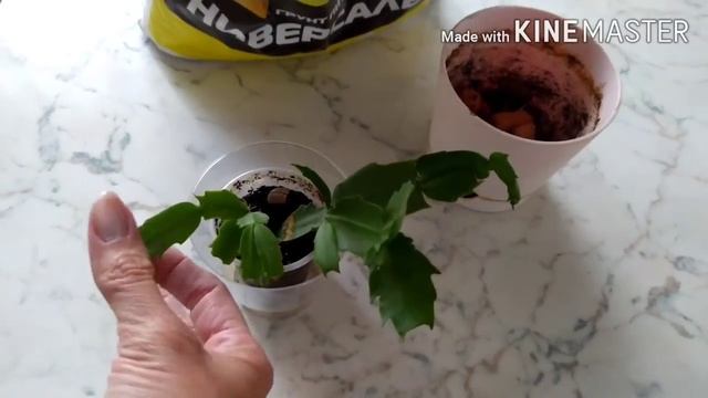 Пересаживаю маленький декабрист в новый домик. смотреть онлайн