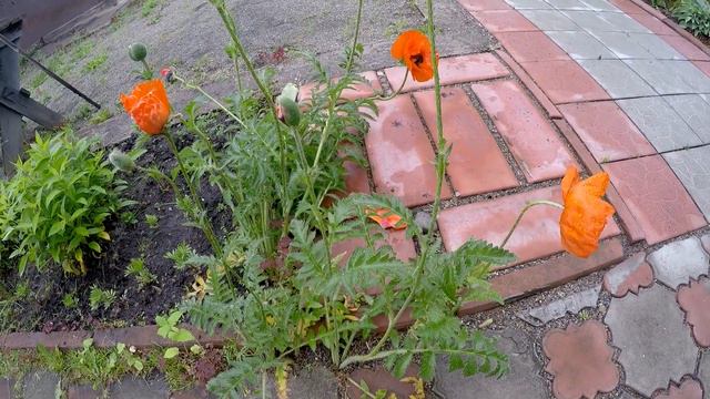 Мак боится камеру. Случайность? Time lapse. смотреть онлайн