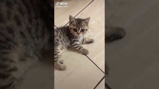 Кот с большими глазами смотреть онлайн