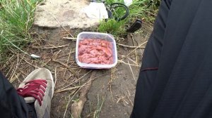 Ловля голавля на фидер на куриную печень. Рыбалка в Польше