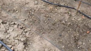 Формировка черешни по методу UFO. Проводим нормировку побегами