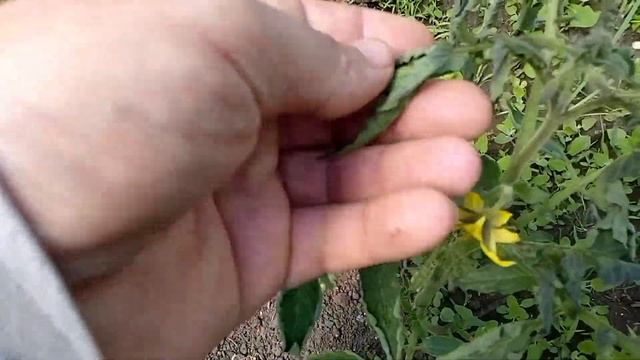Теплица не выдержала морозы! Всё замёрзло! смотреть онлайн