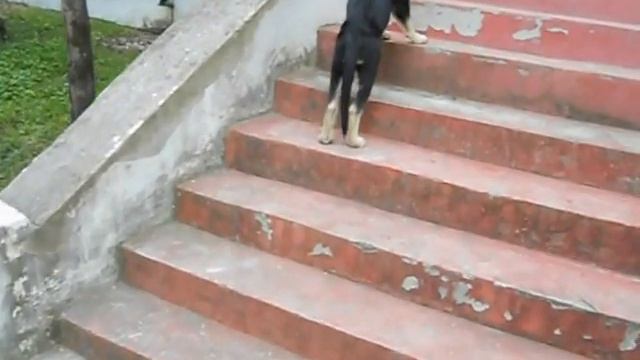 щенок ВЕО смотреть онлайн