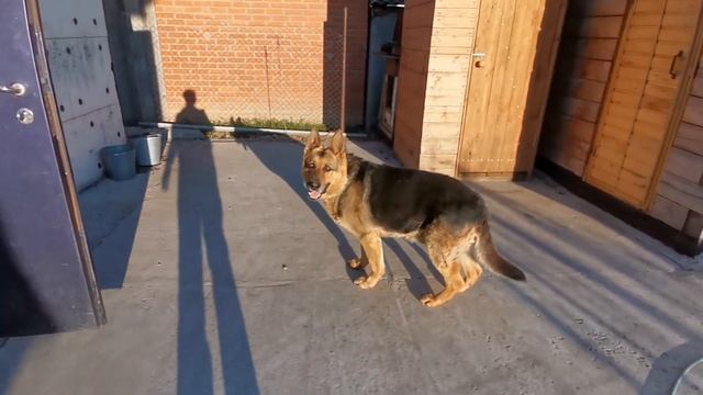 Собака в шоке! Шарик лопнул и не может понять где он... смотреть онлайн