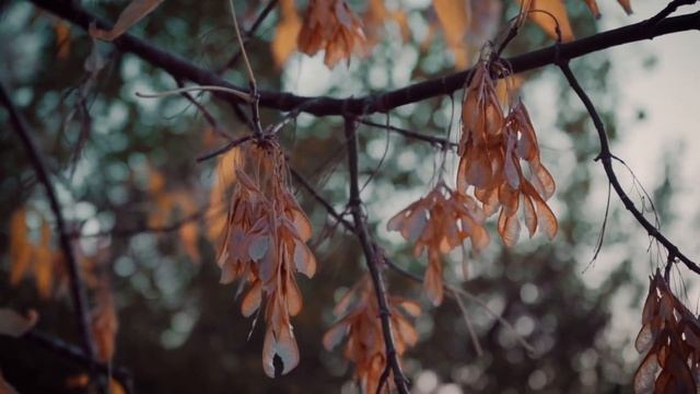 Расслабляющее видео | Природа леса | Красивая музыка | RELAX VIDEO | Forest nature смотреть онлайн