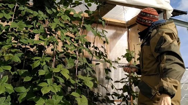 ОБРЕЗКА ЕЖЕВИКИ//УКЛАДКА ЕЖЕВИКИ смотреть онлайн