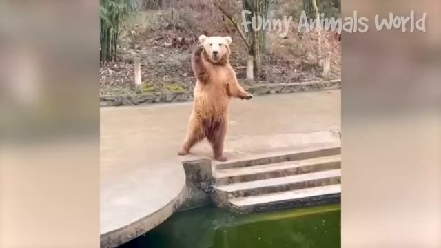 Смешные моменты с котами и собаками 2023 | Лучшие приколы с домашними питомцами №29 смотреть онлайн