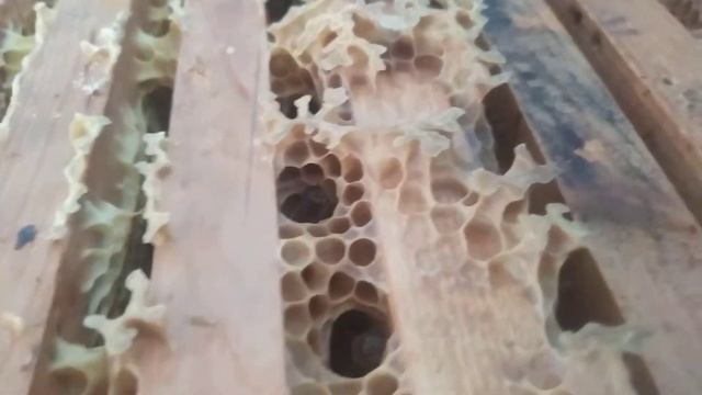 Как быстро собрать гнездо пчел в зиму. 12 рамочный улей!!! смотреть онлайн