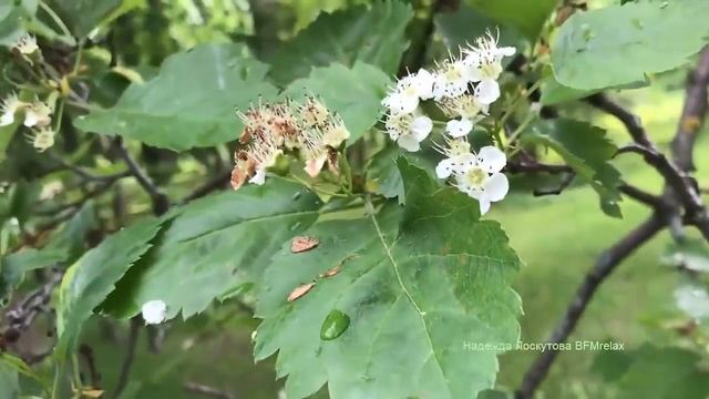 Beautiful Relaxing Music For Stress Relief And For Sleep #calming #relaxing #soothing