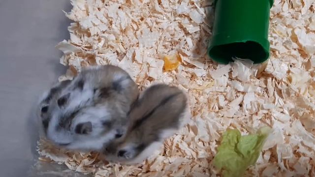 Хомячкам 20 дней/ Завтрак хомяков/ Джунгарики/ Хомячки