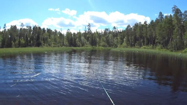 Выманил стаю окуня из травы. Рыбалка в Карелии смотреть онлайн