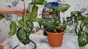 Диффенбахия спасение и уход?