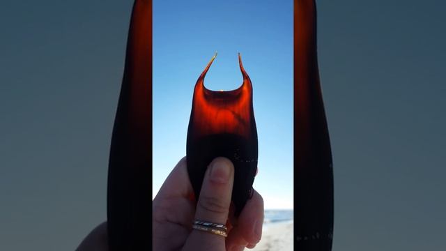 Mermaid's Purse with live baby skate! смотреть онлайн
