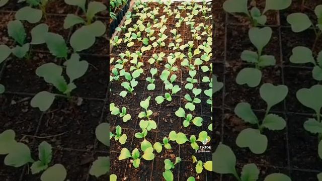 Редиска посеена в ячейку. Будет ли редиска? смотреть онлайн