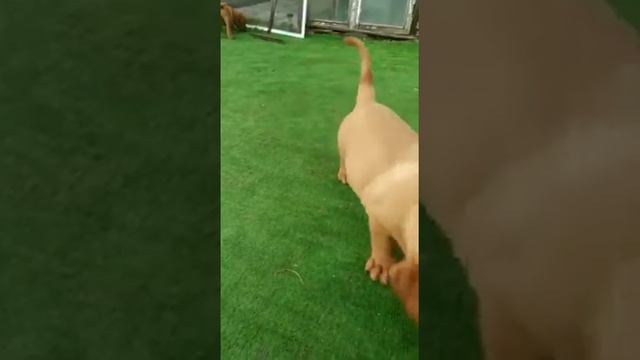 Щенки Бордоского дога ПРОДАЖА смотреть онлайн