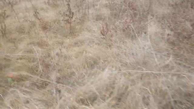 Рядовка лиловоногая (синеножка). Грибы на берегах деревенского пруда. смотреть онлайн