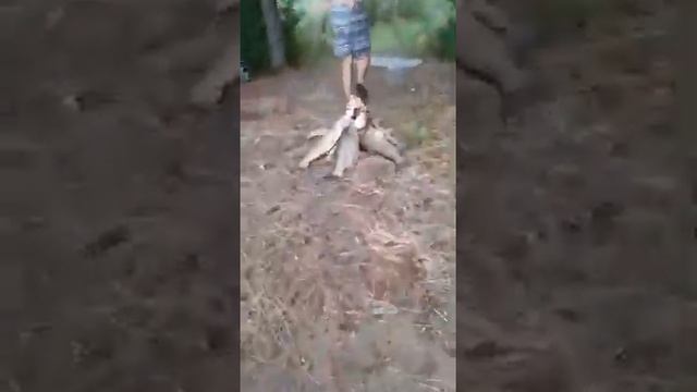 Супер клев Толстолобика смотреть онлайн