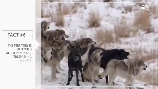 10 Interesting Facts about Wolves смотреть онлайн