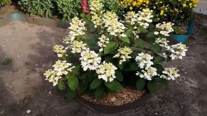 Метельчатая гортензия Вимс Ред  Нежная красавица