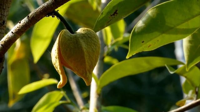 Саусеп (Анона голчаста або Гравіола) - вся правда про екзотику. Зі смаком чого ми полюбляємо чай? смотреть онлайн