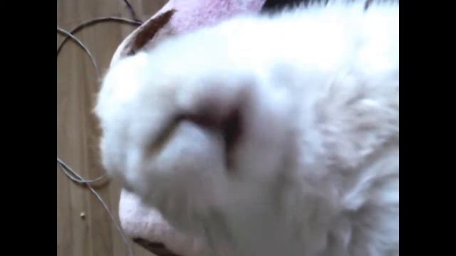 кролик сима ест смотреть онлайн