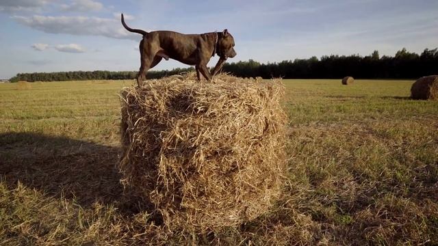 Шрэк. Американский Стаффордширский Терьер. 3 года 7 месяцев. смотреть онлайн