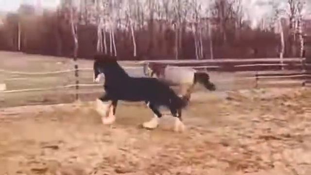 Шайр и Жеребёнок тяжеловоза играют. смотреть онлайн