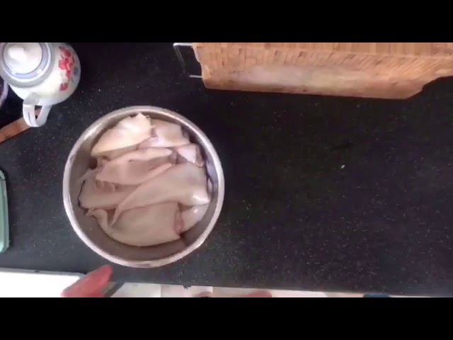 Кальмар Командорский смотреть онлайн