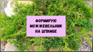 Формирую можжевельник на штамбе.
