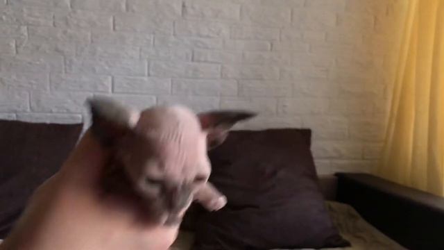 Чистим ушки котику? #сфинксы #котики смотреть онлайн