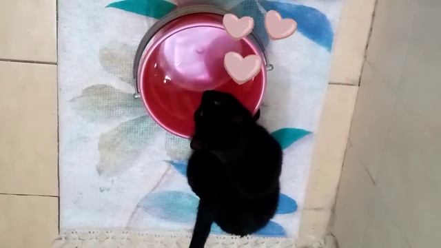 Почему кошки пьют воду из ведра или тазика?❓ смотреть онлайн