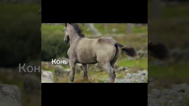 как выглядят животные ! часть 1 смотреть онлайн