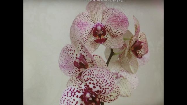 胡蝶蘭の種類 смотреть онлайн